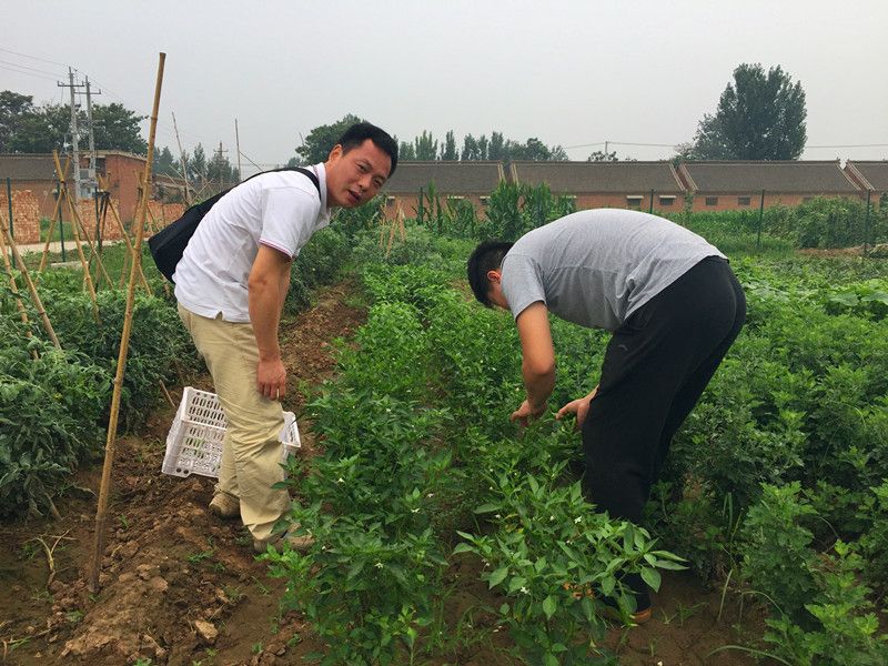 好利來郭總喊您來摘菜啦！綠色無公害，放心！